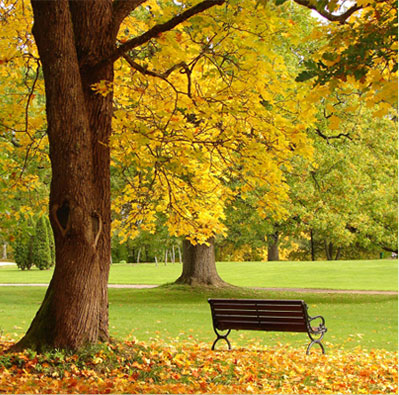 bench in a park under a tree with yellow leaves