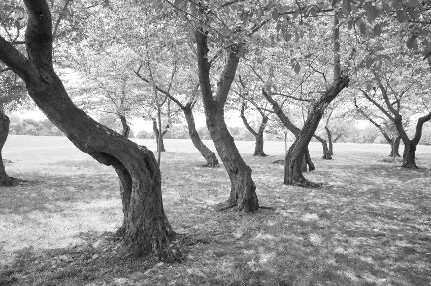 black and white image of a grove of trees